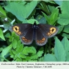 erebia medusa daghestan male 1